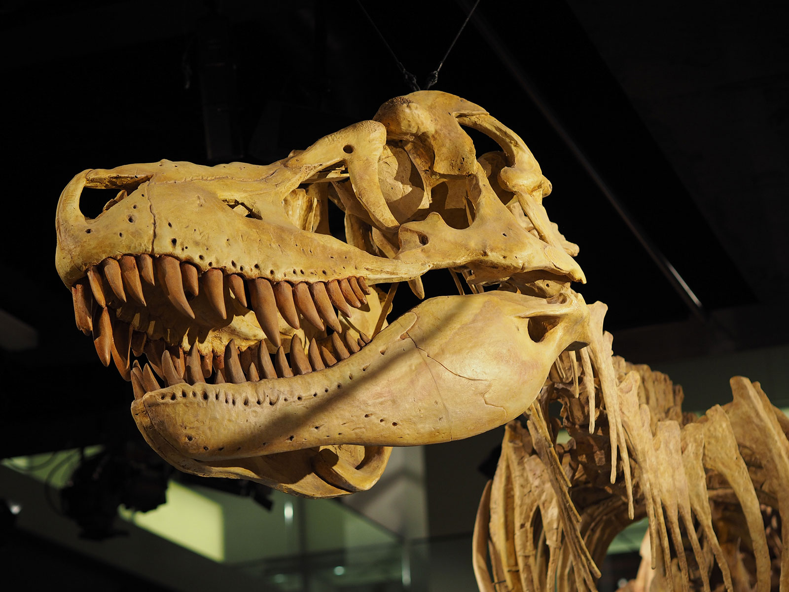Emma’s Guide to the Amazingly Incredible Melbourne Museum – The Nunnery